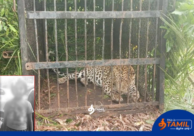 leopard caught at thirupati